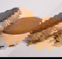 Gelato Messina - South Brisbane - Accommodation BNB