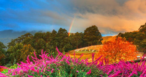 Hartzview Vineyard Heritage Pickers Hut Village - Accommodation BNB 2