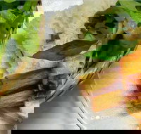 Thanh Binh - Cabramatta - Accommodation BNB