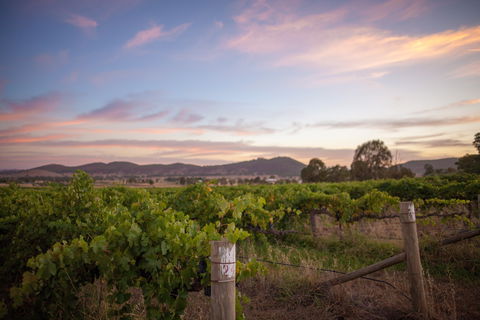 Thistle Hill Wines - Accommodation BNB 2