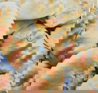 Nasreen's Rockdale Pizza - Accommodation BNB