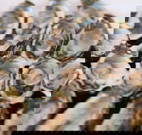 S.D. Caputo And Sons - Accommodation BNB