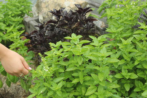 Hillview Herb Farm - Accommodation BNB 1