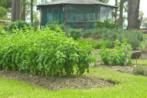 Hillview Herb Farm - Accommodation BNB 2