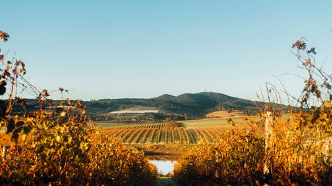 HOOSEGG Cellar Door - Accommodation BNB 1