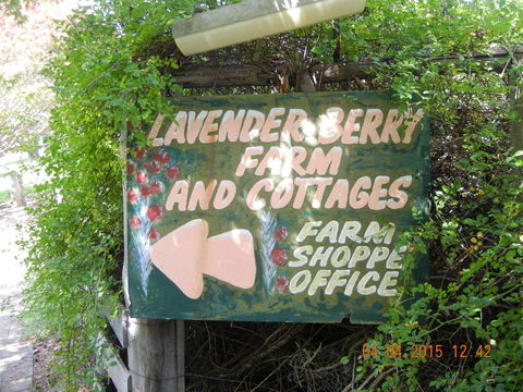 Lavender And Berry Farm Cafe - Accommodation BNB 0