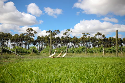 Pierrepoint Wines Cellar Door - Accommodation BNB 1