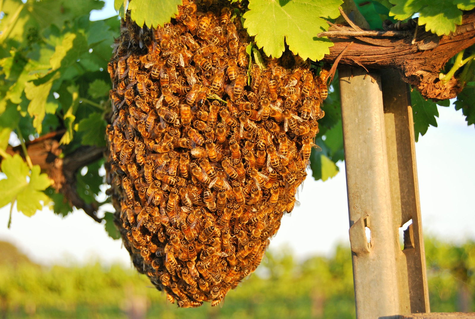 Pyap West SA Accommodation BNB