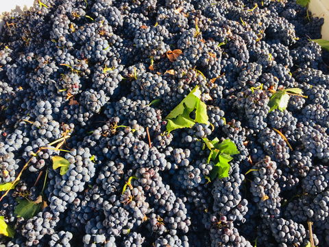 Norton Road Wines - Accommodation BNB 2