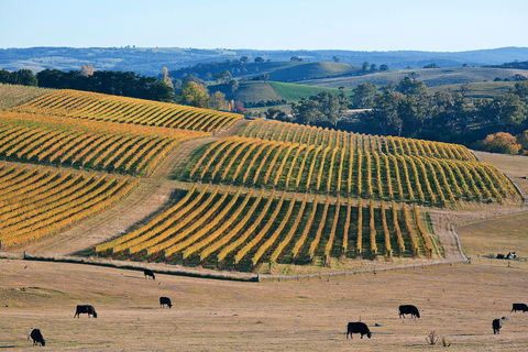 Slow Wine Co - Accommodation BNB 1