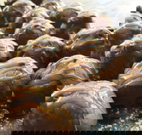 The Burrow Coffee House - Accommodation BNB