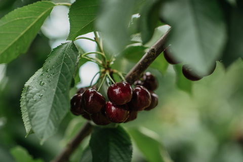 Cherryhill Orchards - Accommodation BNB 1
