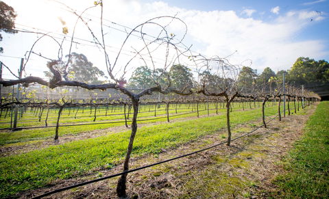 Long Point Vineyard And Art Gallery - Accommodation BNB 0