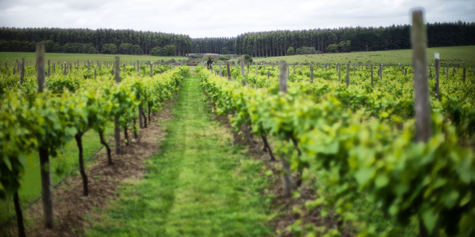 Condah Swamp ACT Accommodation BNB