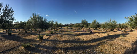 Red Rock Olives - Accommodation BNB 1