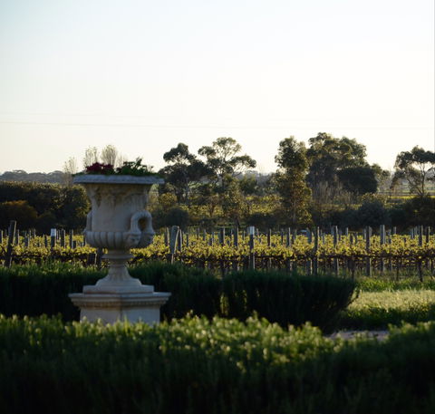 Angas Plains Wines Cellar Door - Accommodation BNB 1