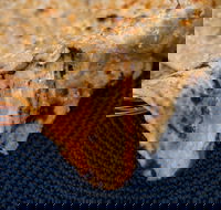 Haweli Indian - Wanneroo - Accommodation BNB