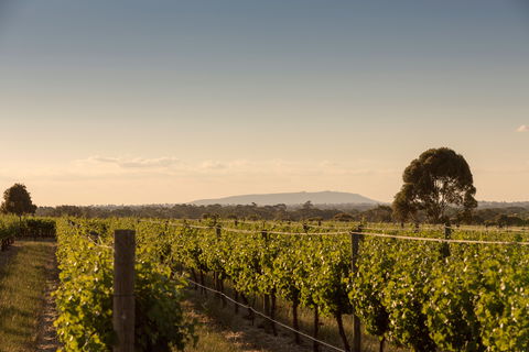 Norton Estate Wines - Accommodation BNB 2