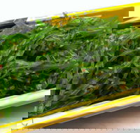 Sushi Blue - Accommodation BNB