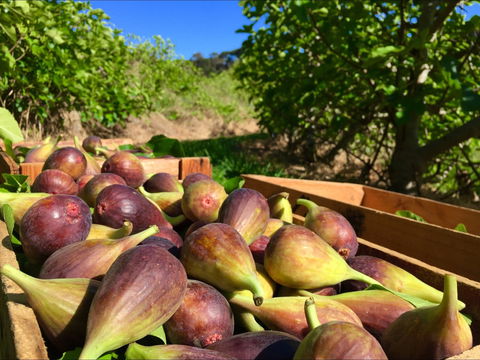 Glen Ewin Estate - Accommodation BNB 2