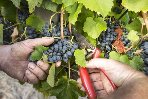 Whicher Ridge Wines Cellar Door - Accommodation BNB 1