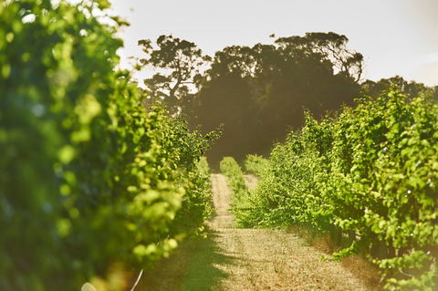 Cape Mentelle Vineyards - Accommodation BNB 2