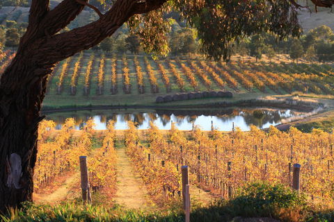 Sanguine Estate - Accommodation BNB 0