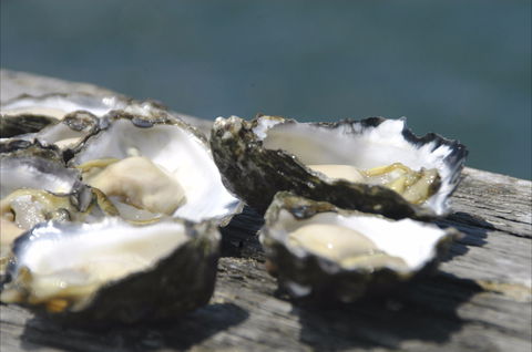 Jim Wild's Oyster Service - Accommodation BNB 0