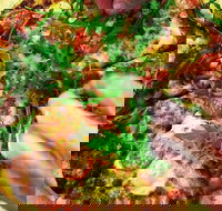 The Angry Pigeon - Accommodation BNB