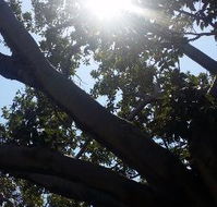 The Season Tree - Accommodation BNB