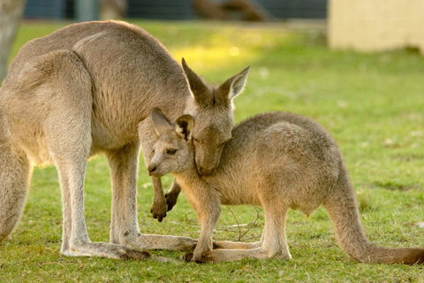 BIG4 Tasman Holiday Parks - Racecourse Beach - Accommodation BNB 39