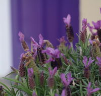 The Purple Door on Seaview - Accommodation BNB