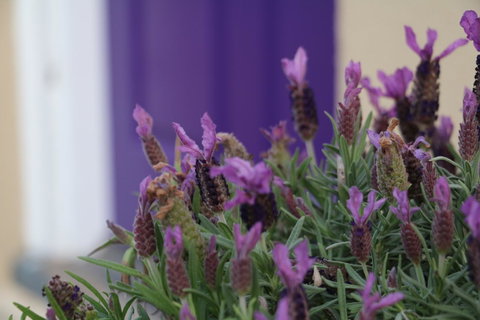 The Purple Door On Seaview - Accommodation BNB 0