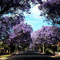 Book Wayville Accommodation Vacations Accommodation BNB Accommodation BNB