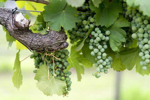 Thistle Hill Guesthouse - Walk To Many Wineries And Restaurants - Accommodation BNB 44