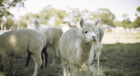 The Woods Farm Jervis Bay - Accommodation BNB 12