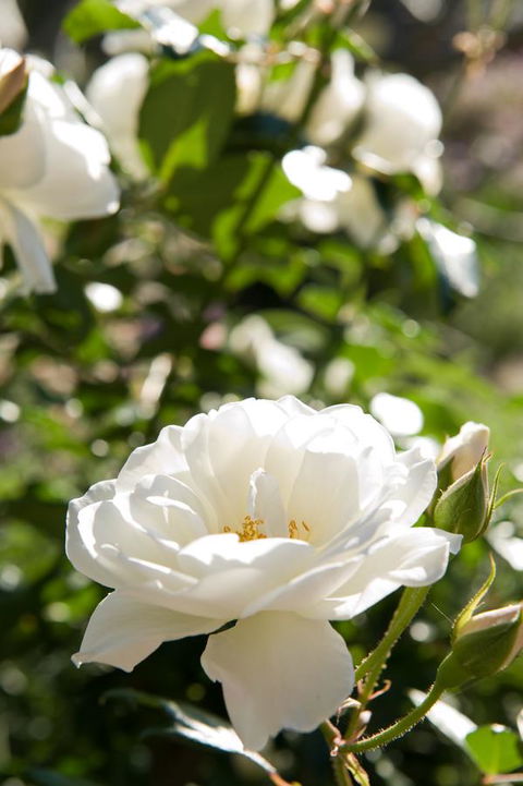 Ironstone Estate Lovedale - Accommodation BNB 40