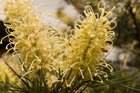 Ironstone Estate Lovedale - Accommodation BNB 36
