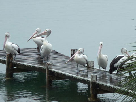 Pelican H2O One & Two Bedroom Apartments - Accommodation BNB 6
