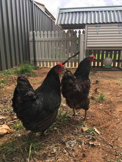 Thelma's Temora - Accommodation BNB 13