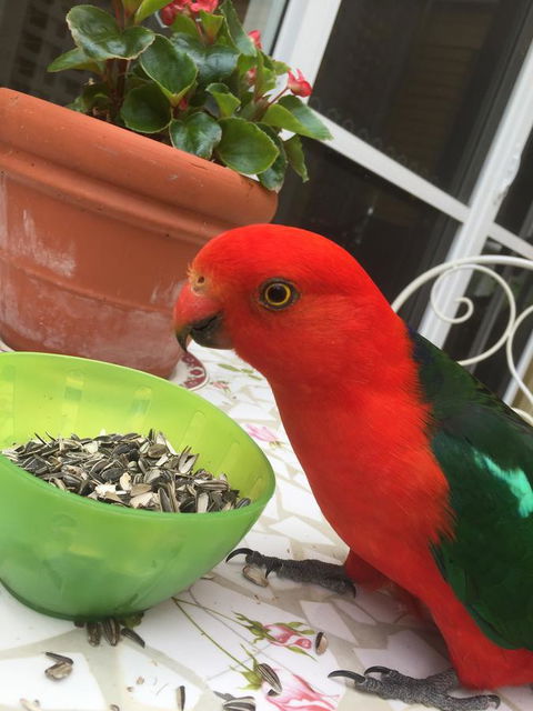 Bundanoon Lodge - Accommodation BNB 5