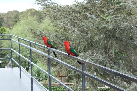 Bundanoon Lodge - Accommodation BNB 7