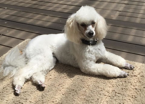 Bundanoon Lodge - Accommodation BNB 14