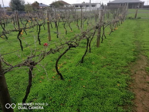 Carisbrook Country Retreat Motel - Accommodation BNB 1