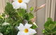 Caversham Bed & Breakfast - thumb 3