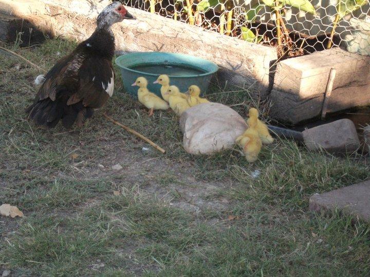 Maxwelton QLD Accommodation BNB