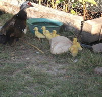Corella Creek Country Farm Stay - Accommodation BNB
