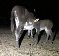 Donkey Tales Farm Cottages - Accommodation BNB