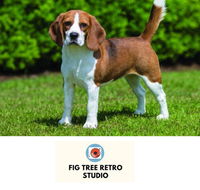 Fig Tree Retro Studio - Accommodation BNB