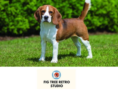 Fig Tree Retro Studio - Accommodation BNB 0